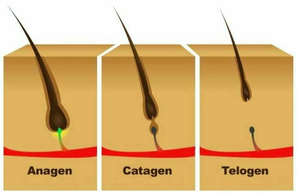 Fasi di crescita dei capelli